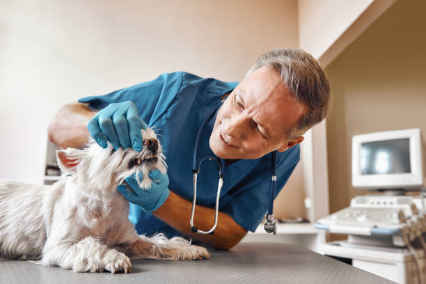 Best Pediatric Emergency Dentist in Monroe, NC